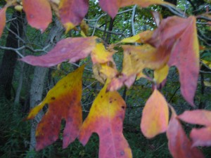 Sassafras albidum-a